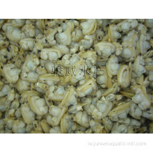 בשר צדפות קפוא טרי